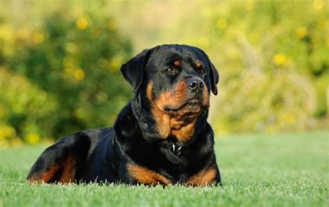 dogs that are similar to rottweilers